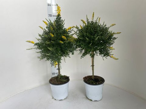 Genista x spachiana