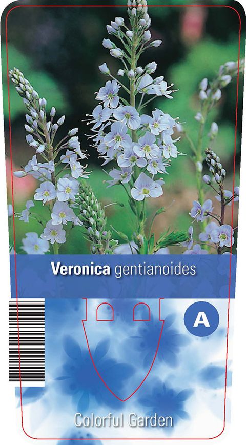 Veronica gentianoides