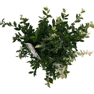 Euonymus fortunei 'Harlequin'