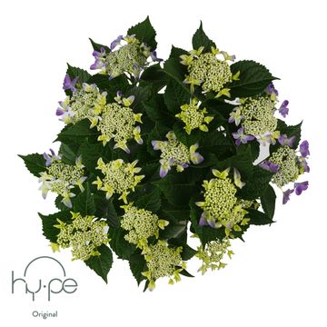 Hydrangea macrophylla LACECAP BLUE