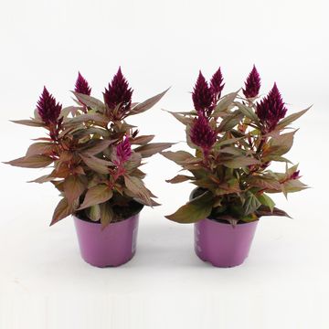 Celosia argentea KELOS FIRE PURPLE