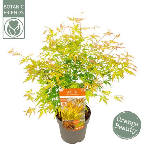 Acer palmatum ORANGE LACE