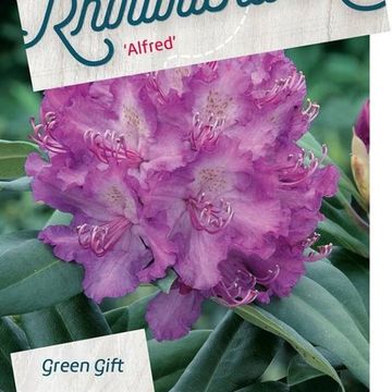 Rhododendron 'Alfred'