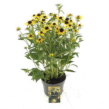 Rudbeckia fulgida 'Little Goldstar'