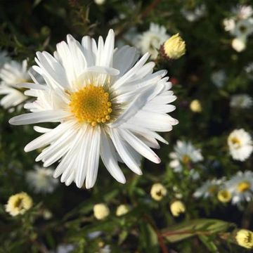 Aster novi-belgii 'White Ladies'