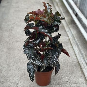 Begonia 'Cracklin' Rosie'