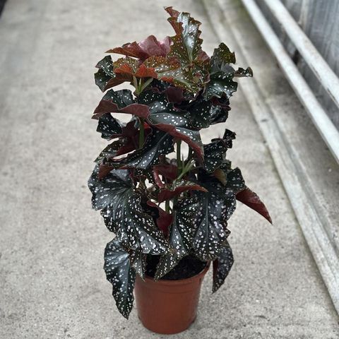 Begonia 'Cracklin' Rosie'