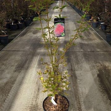 Acer palmatum 'Pevé Chameleon'