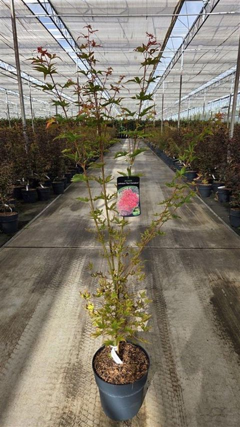 Acer palmatum 'Pevé Chameleon'