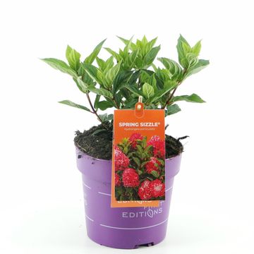 Hydrangea paniculata SPRING SIZZLE