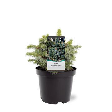 Picea sitchensis 'Tenas'