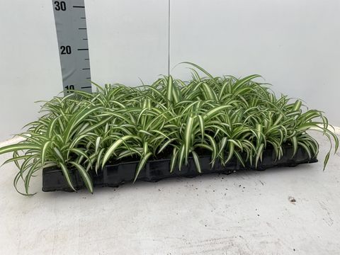 Chlorophytum comosum 'Variegatum'