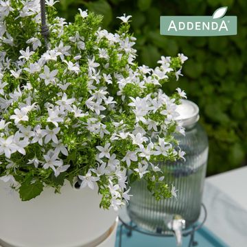 Campanula poscharskyana ADANSA WHITE