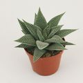 Haworthia limifolia SPIDER WHITE