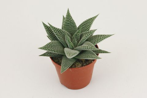 Haworthia limifolia SPIDER WHITE