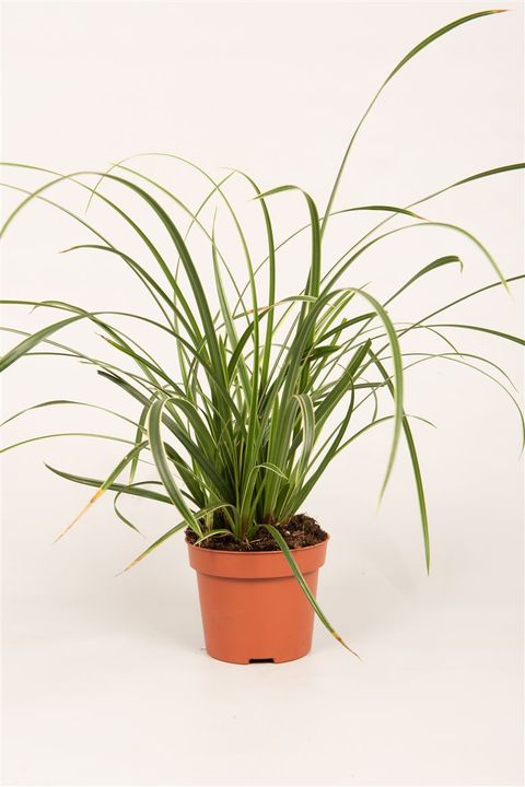 Carex morrowii 'Ice Dance'