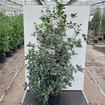 Osmanthus x fortunei