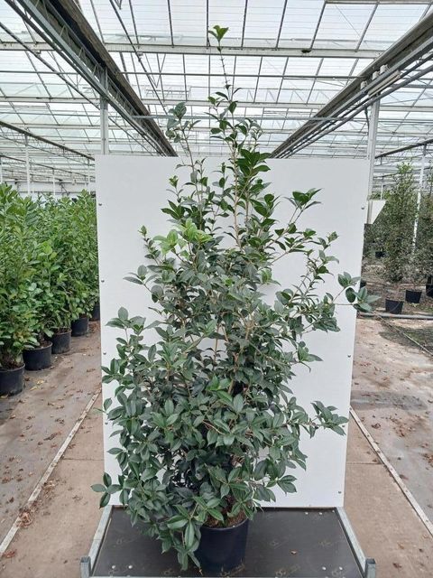Osmanthus x fortunei