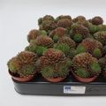 Sempervivum 'Silberkarneol'