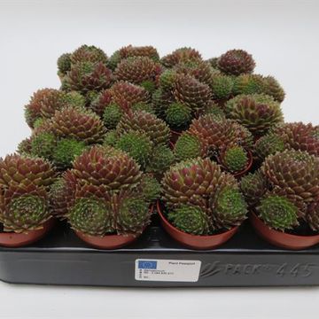 Sempervivum 'Silberkarneol'