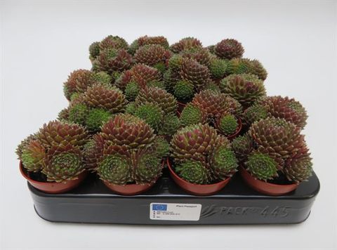 Sempervivum 'Silberkarneol'