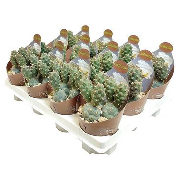 Tephrocactus articulatus inermis