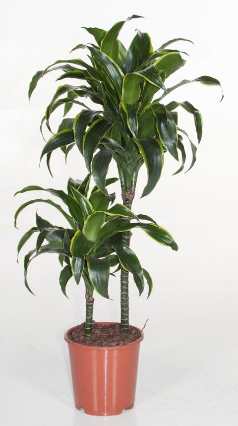 PIANTA DI DRACENA Dorado pianta vera ornamentale foglie variegate da  interno EUR 61,90 - PicClick IT