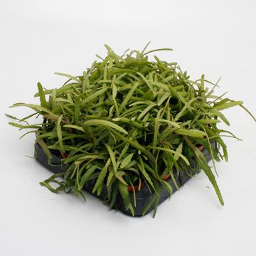 Lepismium bolivianum