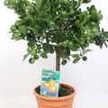 Citrus x microcarpa