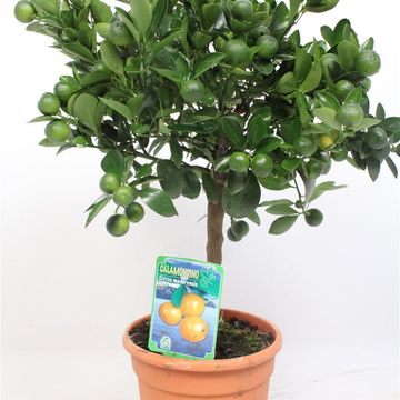 Citrus x microcarpa