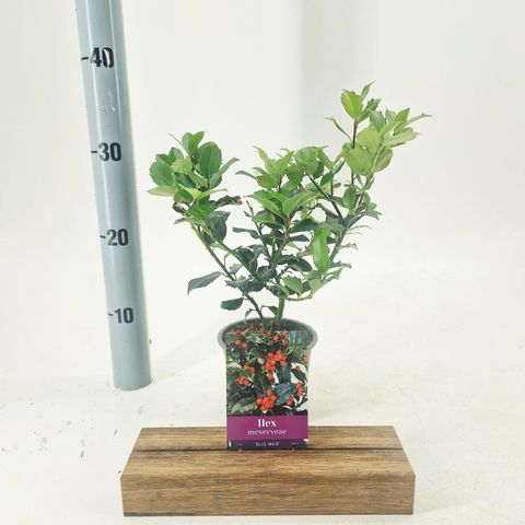 Ilex x meserveae 'Blue Maid'