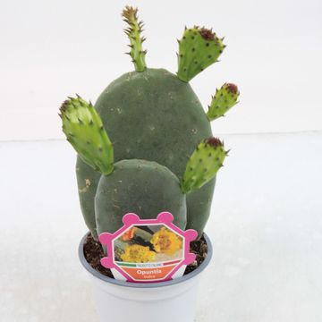 Opuntia ficus-indica