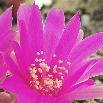 Sulcorebutia augustinii