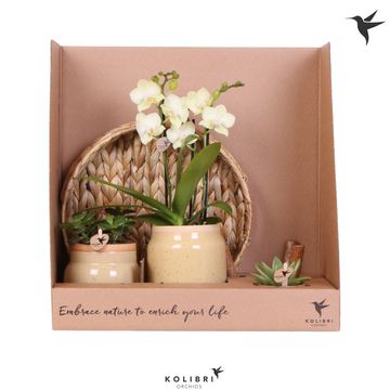 Arrangement Houseplants