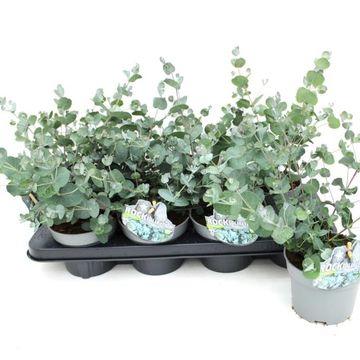 Eucalyptus gunnii