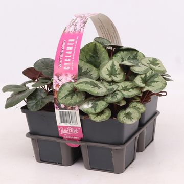 Cyclamen coum MIX