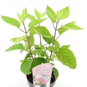 Hydrangea arborescens CANDYBELLE BUBBLEGUM