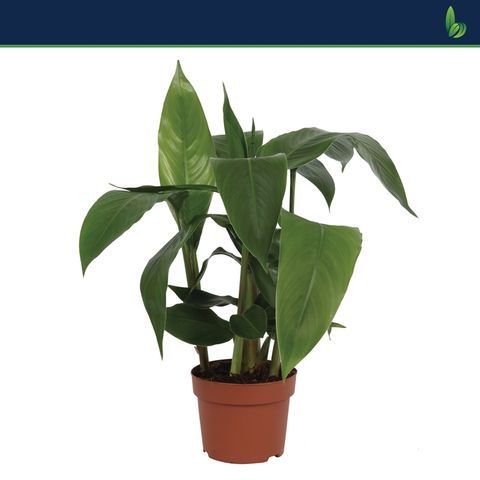 Heliconia psittacorum HAWAI