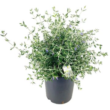 Teucrium fruticans
