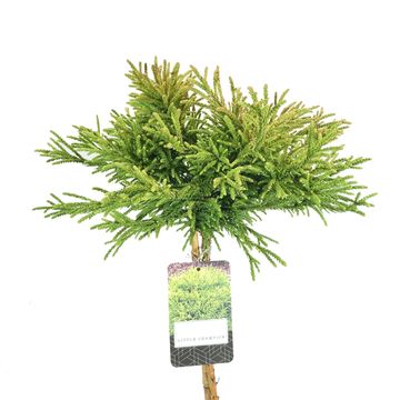 Cryptomeria japonica 'Little Champion'