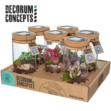 Arrangement Terrarium