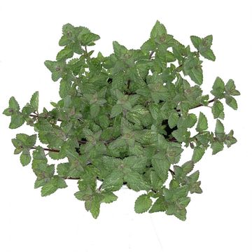 Nepeta 'Purrsian Blue'