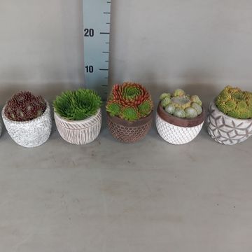 Sempervivum MIX