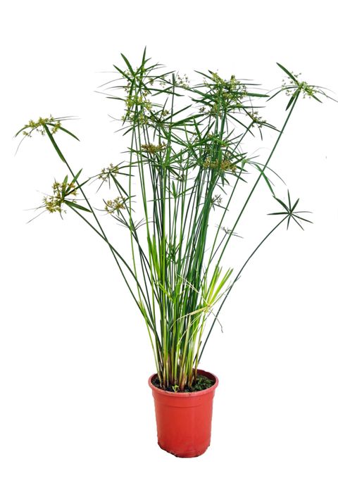 Cyperus papyrus