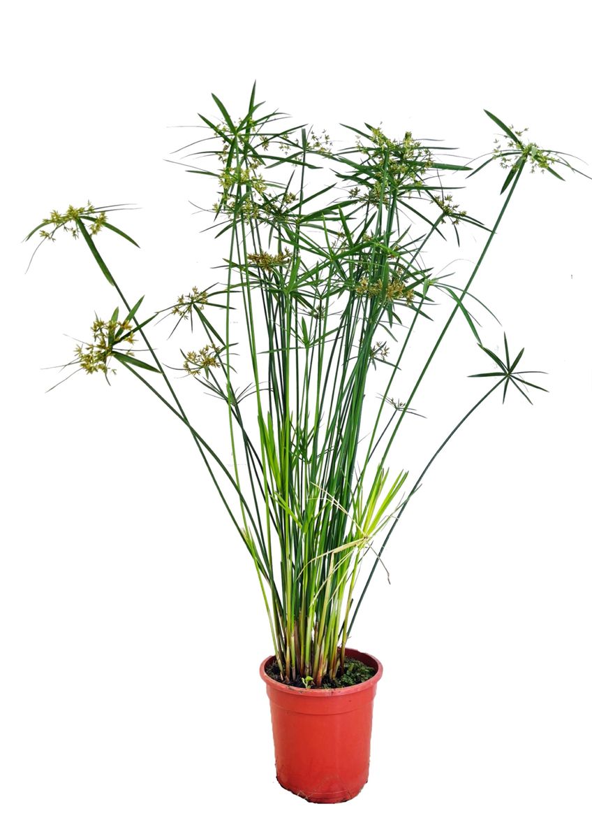 Cyperus Papyrus Kaufen Papyrus Cyperus Papyrus - 15 Samen Winterharte  Gartenpflanze Zimmerpflanze Balkon Mehrjhrig