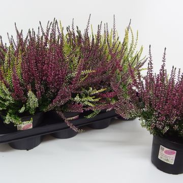 Calluna vulgaris GARDEN GIRLS MIX IN POT TWIN