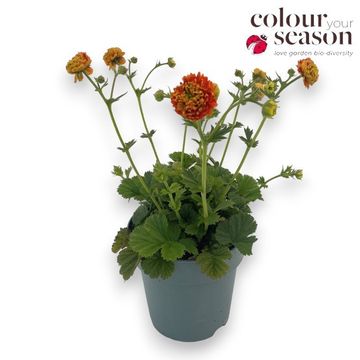Geum TEMPO ORANGE