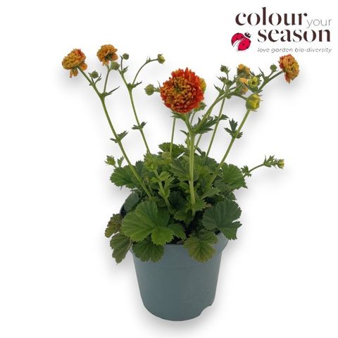Geum TEMPO ORANGE