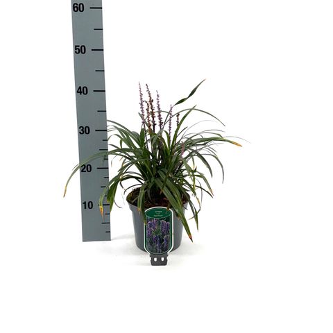 Liriope muscari 'Royal Purple'