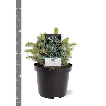 Picea sitchensis 'Tenas'